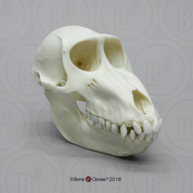Female Mandrill Baboon Skull Female Mandrill Baboon Skull