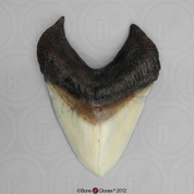 7 1/8 Inch Megalodon Shark Tooth (Replica)