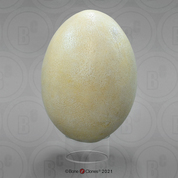 Fossil Giant Elephant Bird Egg
