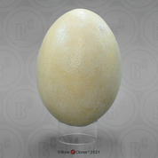 Fossil Giant Elephant Bird Egg Fossil Giant Elephant Bird Egg