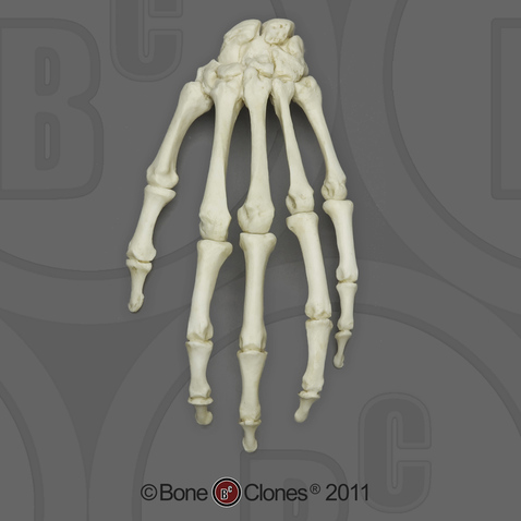 Human Adult Male Hand, Articulated Rigid
