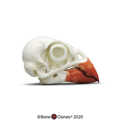 Northern Cardinal Skull