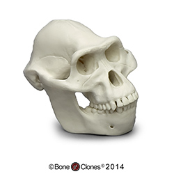 Australopithecus afarensis Skull, Half Scale