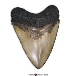 Large Megalodon Shark Tooth