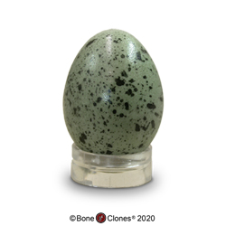 Western Scrub-Jay Egg