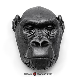 Female Gorilla Head (Life Cast)