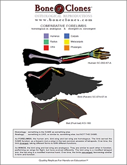 Comparative Forelimbs Handout