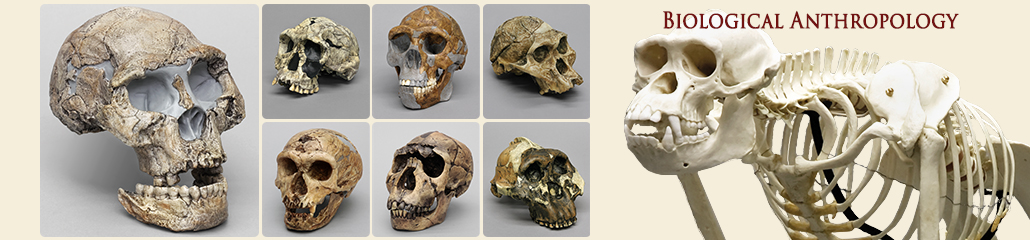 Anthropology Anthropology