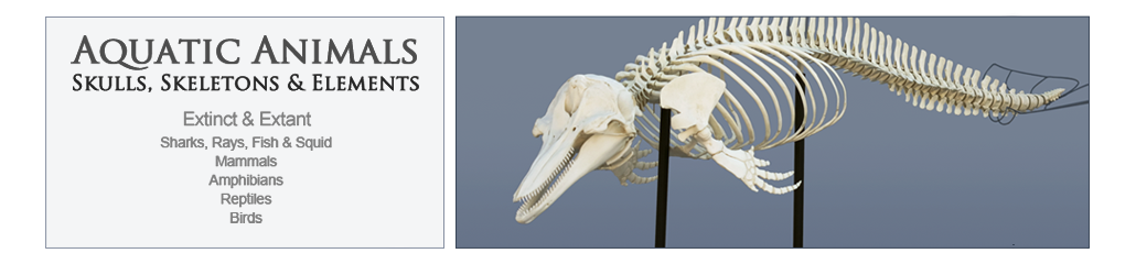 Aquatic Animals Aquatic Animals, Marine Mammals