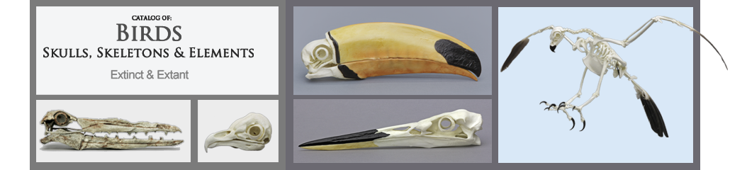 Catalog of Birds Bird Anatomy