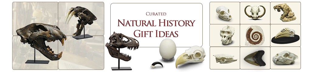 Natural History Gift Ideas Natural History Gift Ideas