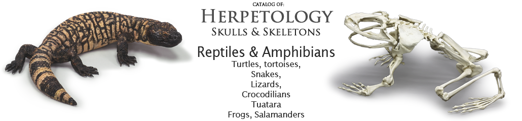Herpetology Herpetology