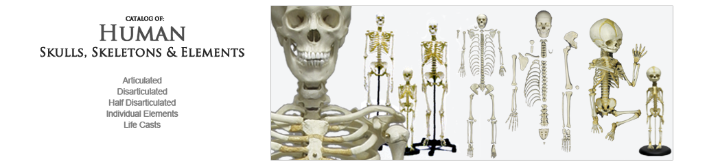 Human Anatomy Human Anatomy, Skulls and Skeletons