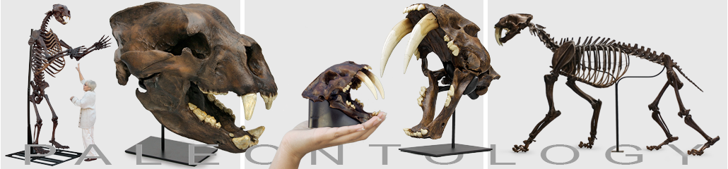 Paleontology Paleontology