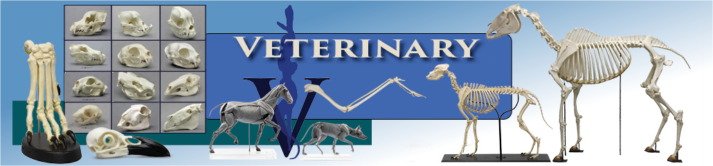 veterinary veterinary