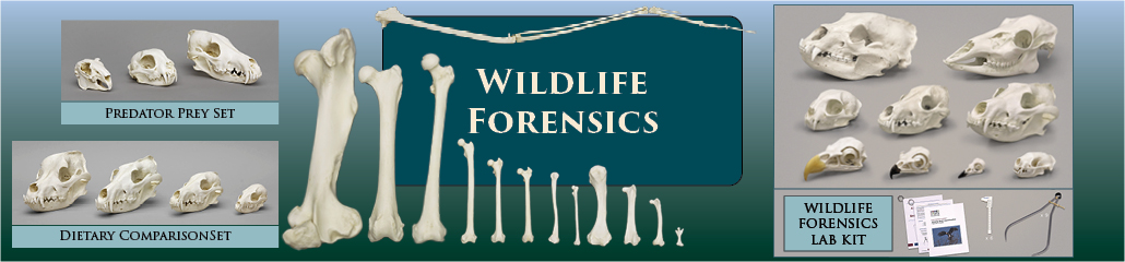 wildlife forensics wildlife forensics
