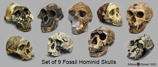 Set of 9 Fossil Hominid Skulls Set of 9 Fossil Hominid Skulls