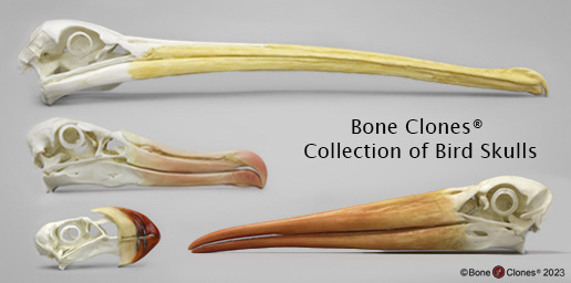 Bird Skulls Bird Skulls