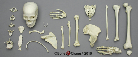 Bone Boxes Human Bone Boxes