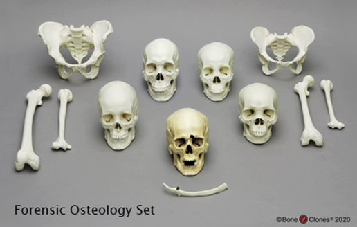 Forensic Osteology Set Forensic Osteology Set