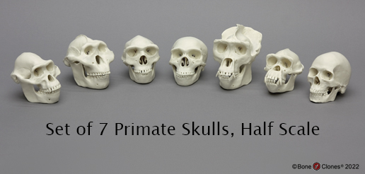 Set of 7 Primate Skulls, Half Scale Set of 7 Primate Skulls, Half Scale