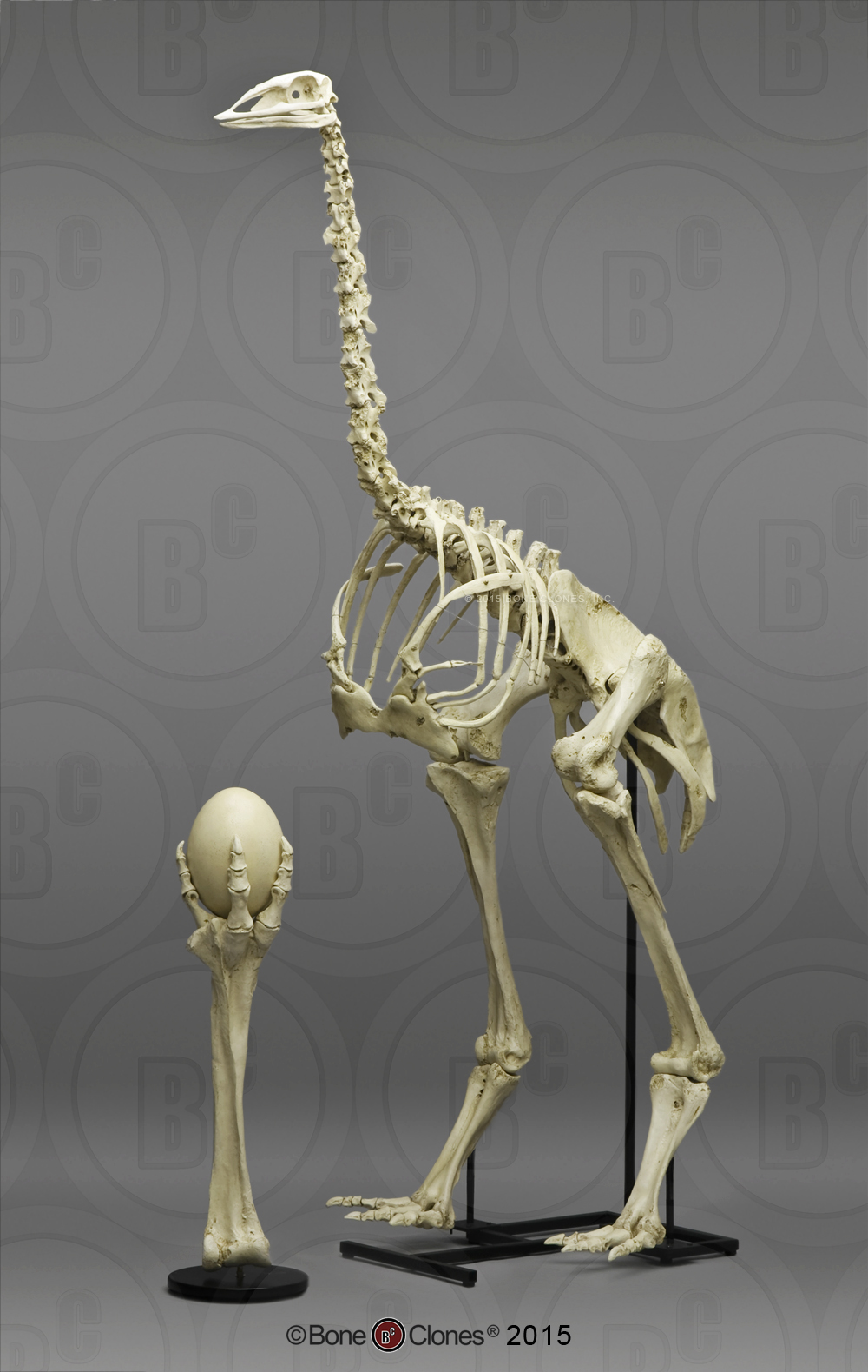 Articulated Elephant Bird Skeleton Bone Clones, Inc. Osteological