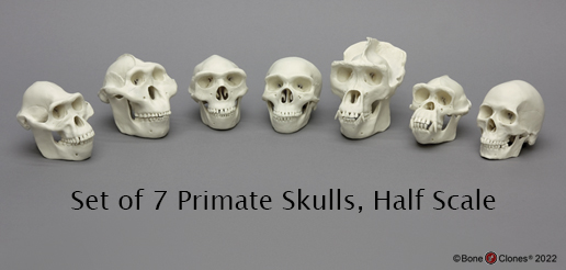 Set of 7 Primate Skulls, Half Scale